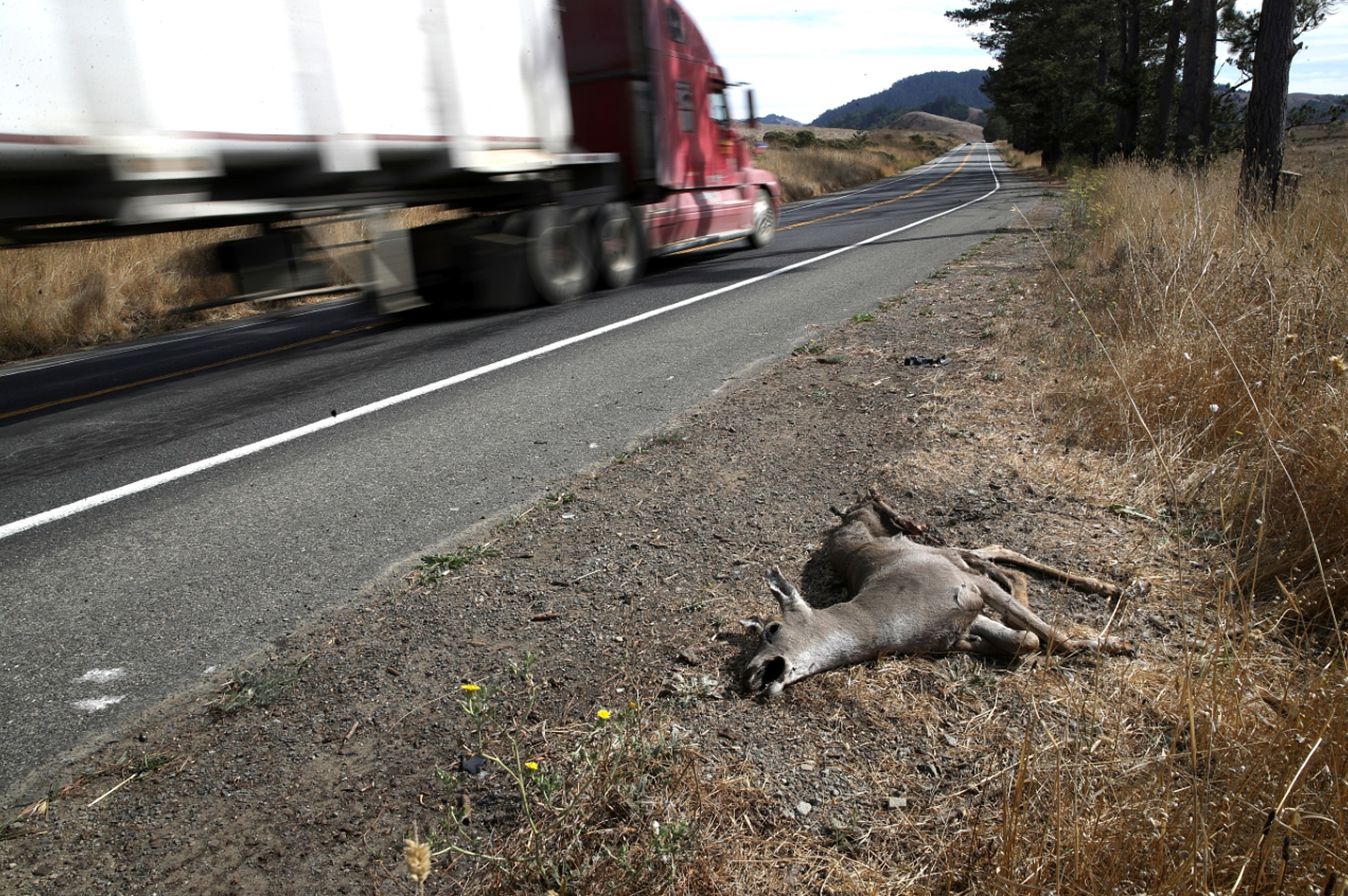Roadkill: it's what's for dinner. Photo by Justin Sullivan/Getty Images