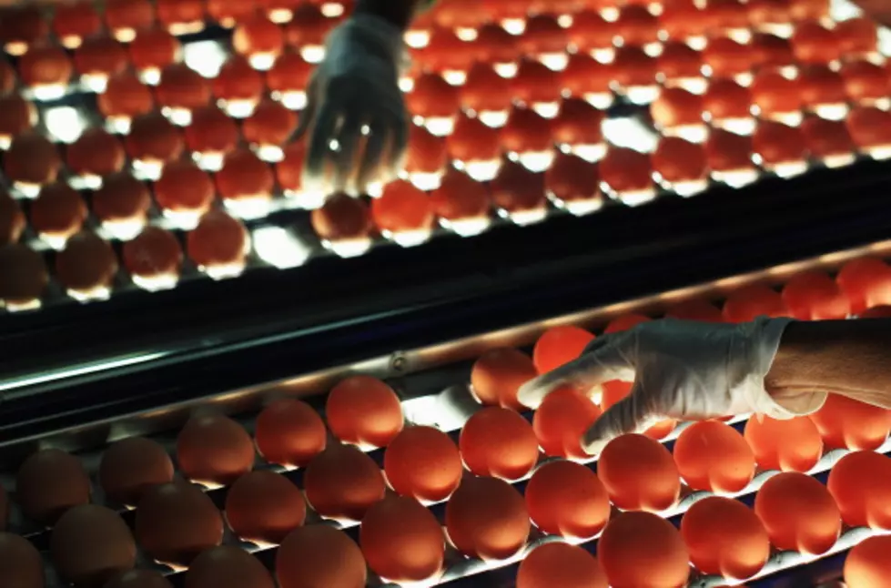 Egg-Laying Chickens Might Flee The Coop