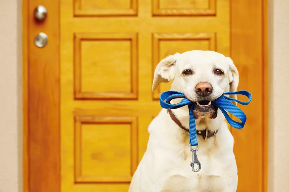 Ordinance Change Would Provide 12 Additional Off-Leash Dog Areas In Superior